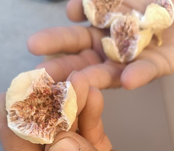 پخش عمده انجیر خشک در شیراز + فروش فوق العاده